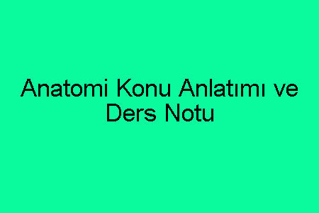 Anatomi Konu Anlatımı ve Ders Notu